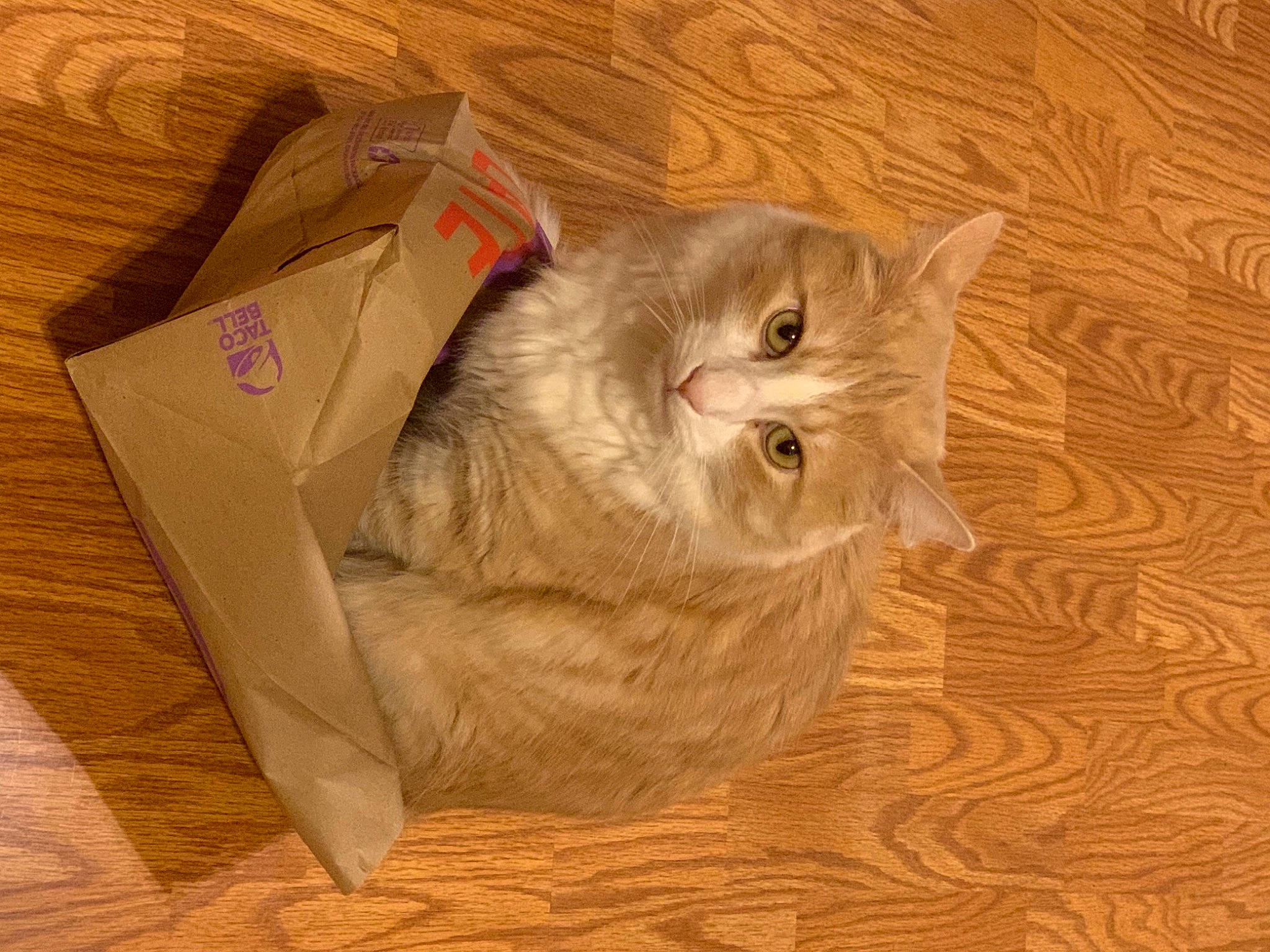 Milo joined the competition — help win amazing prizes! box, cardboard, carnivore, carton, cat, domestic_short_haired_cat, fawn, felidae, flooring, fur, hardwood, packaging_and_labeling, shipping_box, small_to_medium_sized_cats, snout, tail, whiskers, wood, wood_flooring, wood_stain