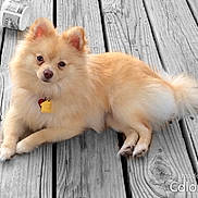 Hope joined the competition — help win amazing prizes! dog, small_dog, fluffy, cream_colored, pomeranian, pet, animal, face, eyes, nose, ears, tail, lying_down, outdoor, wooden_deck, decking, portrait, collar, tag, watermark