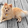dog, small_dog, fluffy, cream_colored, pomeranian, pet, animal, face, eyes, nose, ears, tail, lying_down, outdoor, wooden_deck, decking, portrait, collar, tag, watermark