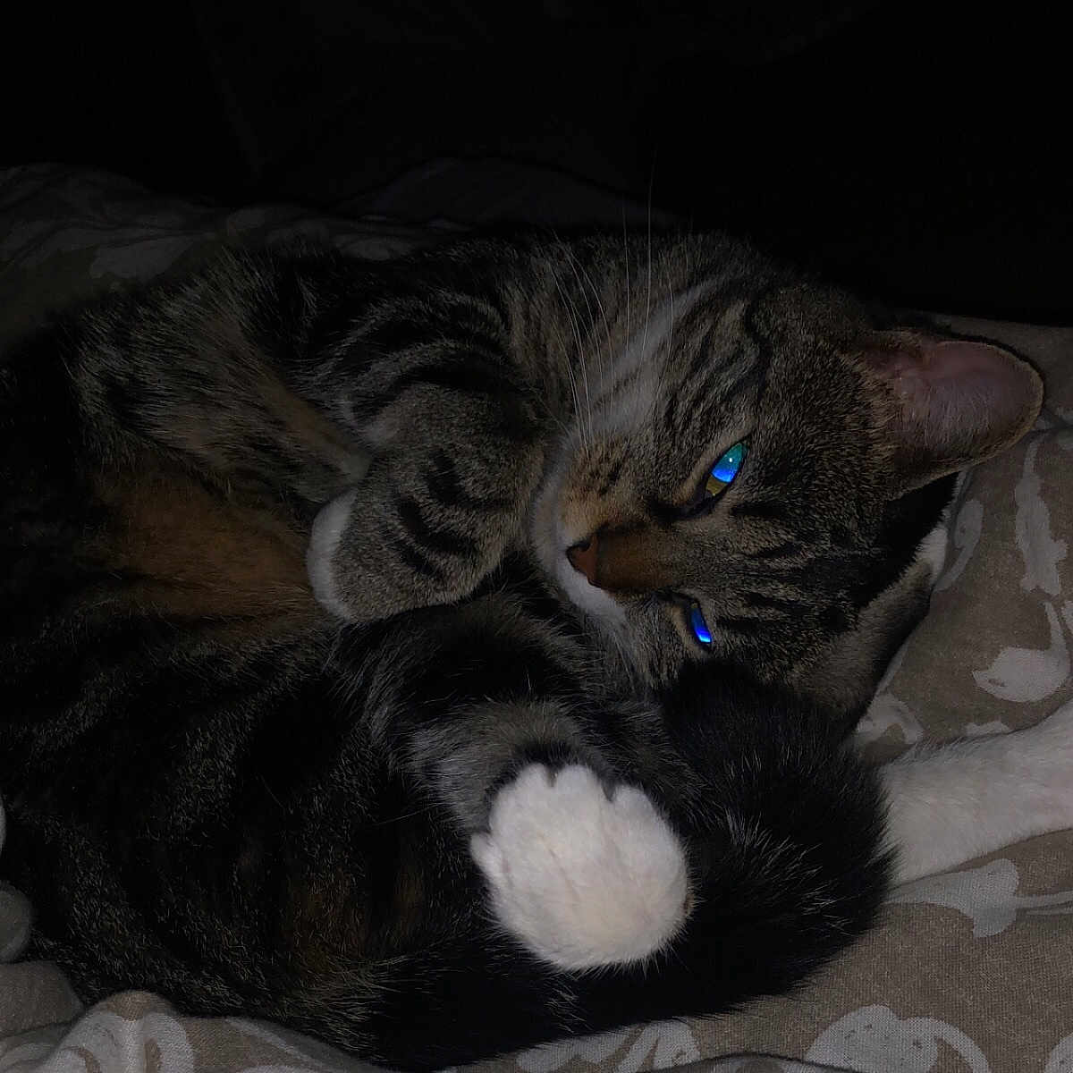 Nala participe au concours pour gagner de l'argent avec cette photo : animal, bed, blanket, cat, closeup, cozy, curled_up, cute, dark, feline, fur, indoor, mammal, paw, pet, relaxing, resting, sleeping, tabby, whiskers