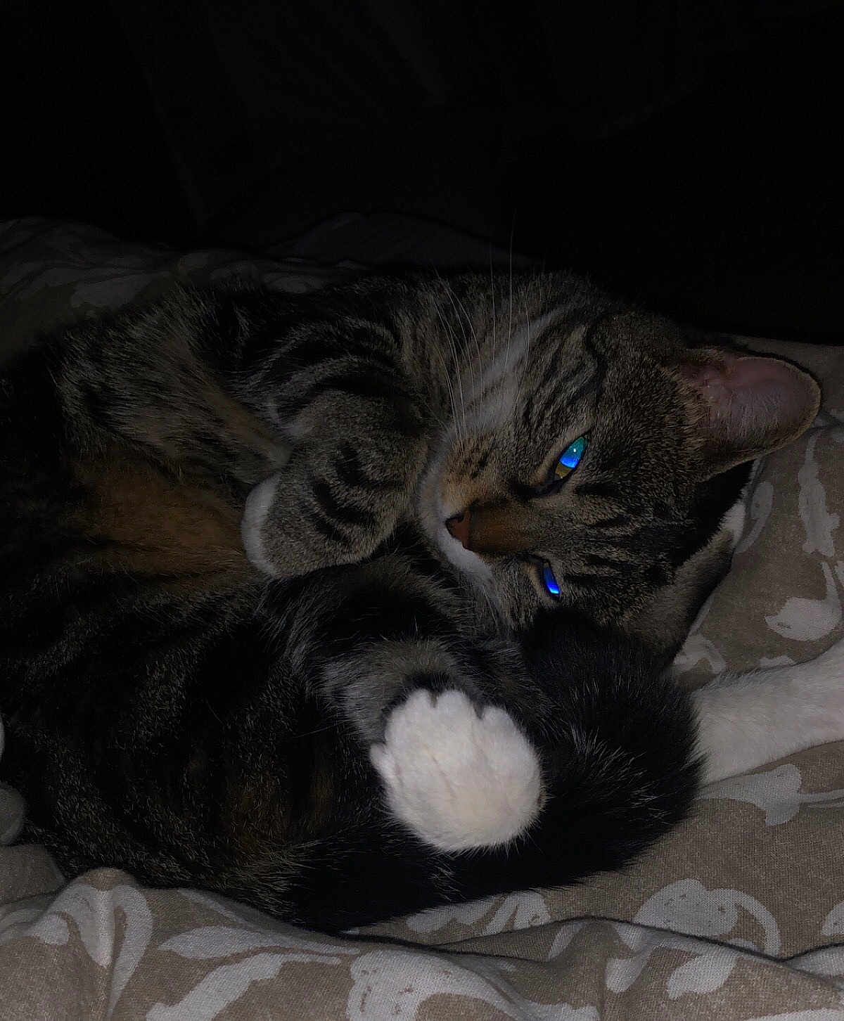 Nala participe au concours pour gagner de l'argent avec cette photo : cat, tabby, animal, pet, sleeping, curled_up, paw, fur, whiskers, bed, blanket, indoor, cozy, closeup, dark, resting, cute, feline, mammal, relaxing