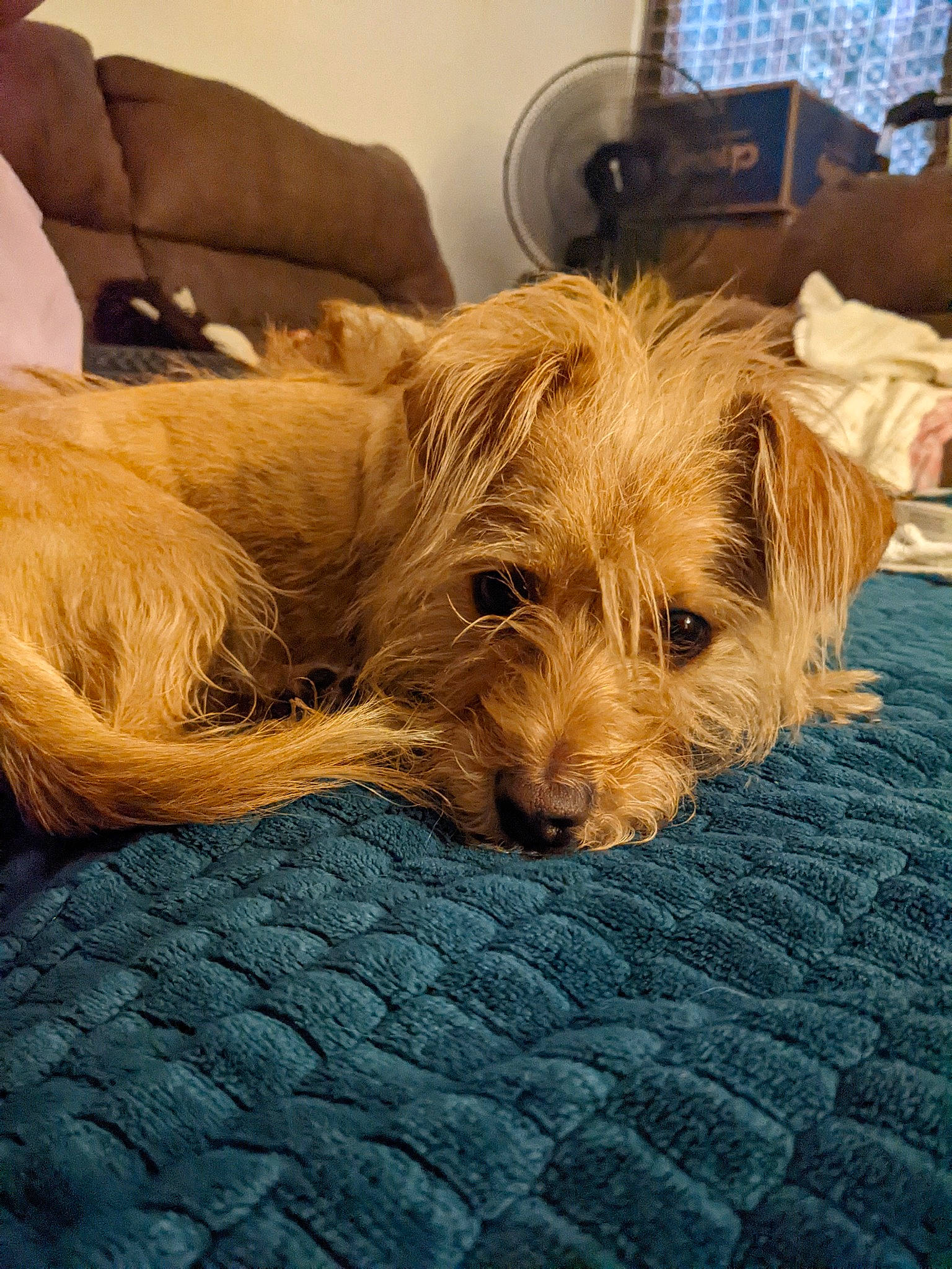 Brody Bear is registered to the contest to win money with this photo: airedale_terrier, canidae, carnivore, comfort, companion_dog, couch, dog, dog_breed, flooring, fur, small_terrier, snout, sporting_group, television, terrier, working_animal, working_terrier