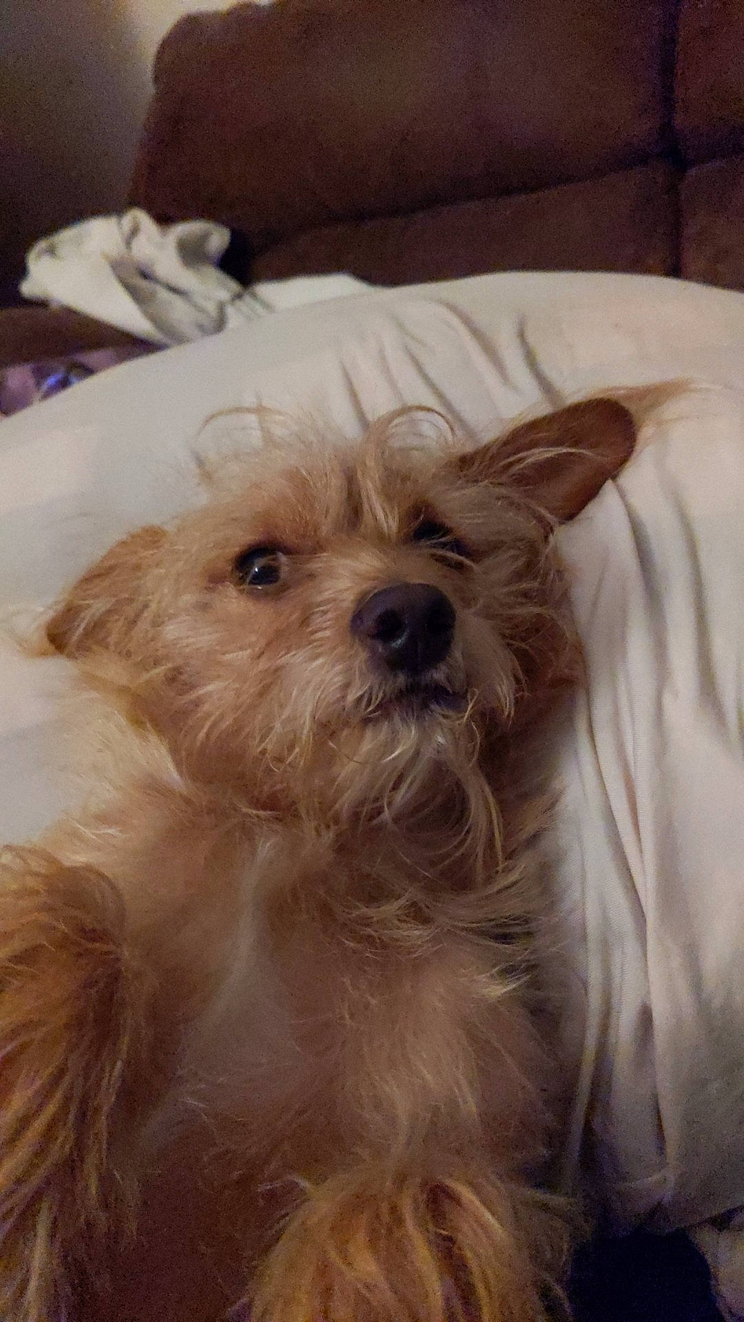 Brody Bear joined the competition — help win amazing prizes! biewer_terrier, canidae, carnivore, companion_dog, dog, dog_breed, dog_supply, ear, fawn, fur, liver, non_sporting_group, puppy, small_terrier, sporting_group, terrestrial_animal, terrier, toy_dog, whiskers, working_animal