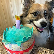Loulou a rejoint le concours — aidez-le/la à gagner de superbes lots ! dog, dog_face, toy, plush_cake, cake, candle, countertop, table, polka_dots, fur, ears, tongue, smile, brown_eyes, pet, indoor, wall_paneling, happy, close_up, portrait
