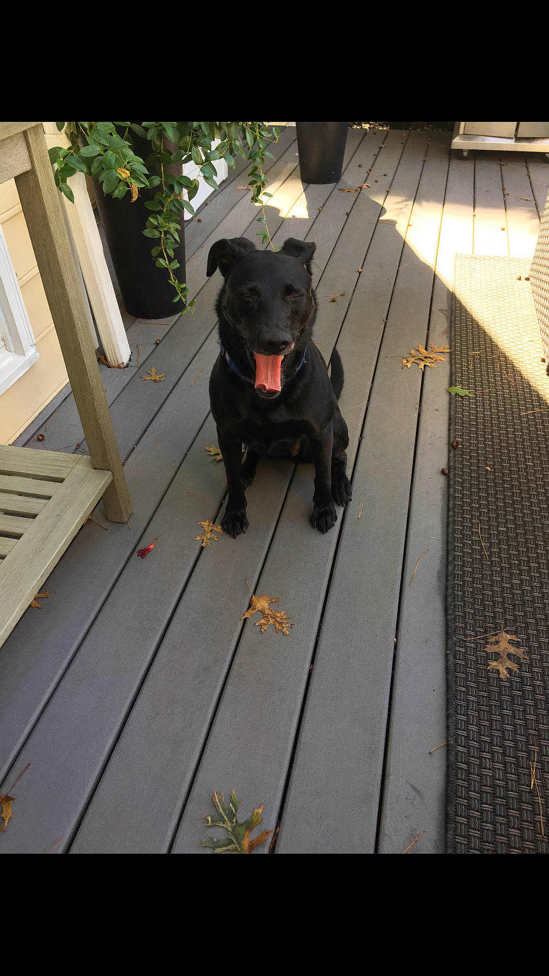 Lola is registered to the contest to win money with this photo: american_pit_bull_terrier, canidae, canis_panther, carnivore, companion_dog, dog, dog_breed, fawn, guard_dog, labrador_retriever, mammal, non_sporting_group, patterdale_terrier, snout, sporting_group, staffordshire_bull_terrier, terrier