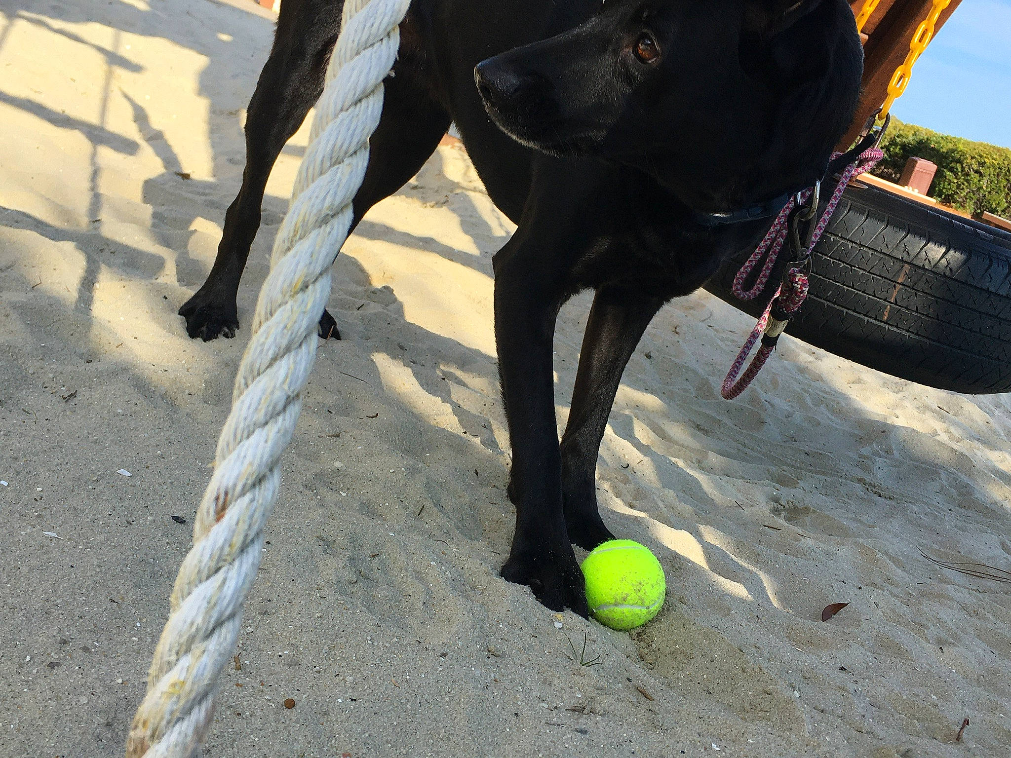 Lola joined the competition — help win amazing prizes! canidae, carnivore, dog, dog_breed, guard_dog, leash, leg, non_sporting_group, shadow, sporting_group, tail, tree