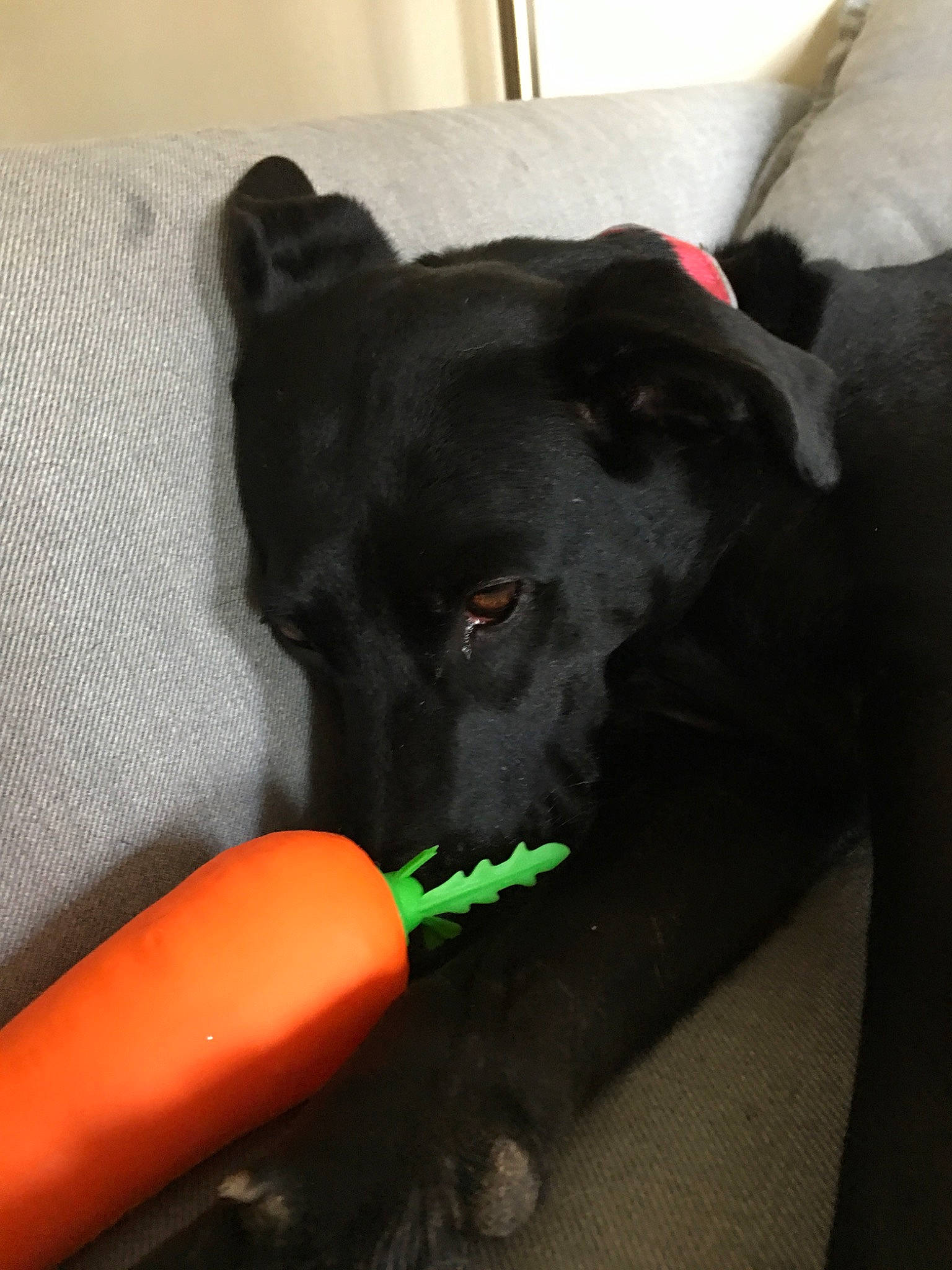 Lola is registered to the contest to win money with this photo: black, borador, canidae, carnivore, dog, dog_breed, ear, formosan_mountain_dog, labrador_retriever, nose, patterdale_terrier, puppy, retriever, snout, sporting_group