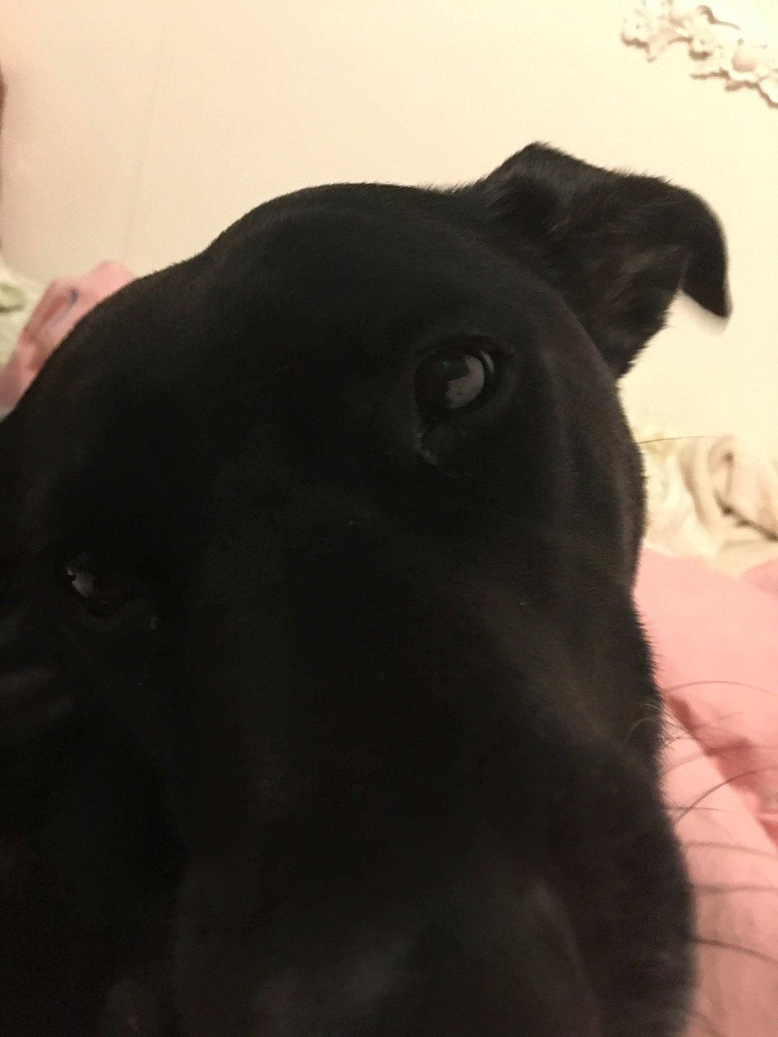 Lola joined the competition — help win amazing prizes! black, borador, canidae, carnivore, companion_dog, dog, dog_breed, ear, guard_dog, labrador_retriever, nose, patterdale_terrier, puppy, snout, sporting_group, whiskers