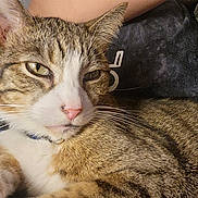 Mr. Kitty is registered to the contest to win money with this photo: cat, person, sleeping, tabby_cat, blanket, bed, indoor, resting, pet, companion, relaxation, close_up, fur, face, comfort, home, animal, cute, nap, cozy