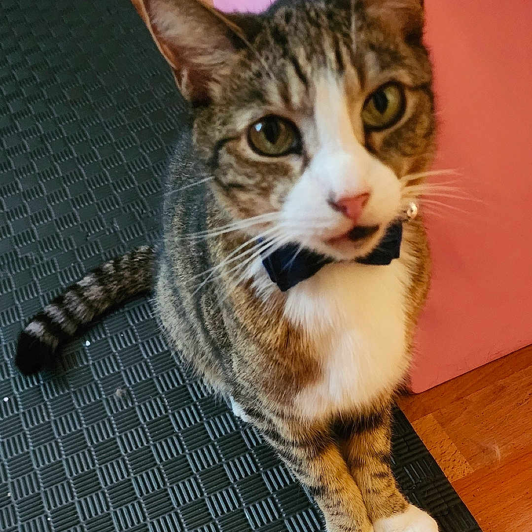 Mr. Kitty is registered to the contest to win money with this photo: cat, tabby, bow_tie, indoor, pet, animal, curious, white_paws, white_chest, fur, whiskers, floor_mat, pink_furniture, close_up, cute, portrait, sitting, domestic_cat, feline, household