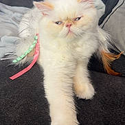 Tinker Bell is registered to the contest to win money with this photo: animal, cat, closeup, couch, cute, domestic_animal, expression, feathers, feline, fluffy, fur, indoor, mammal, paw, pet, portrait, relaxed, resting, ribbons, white_cat