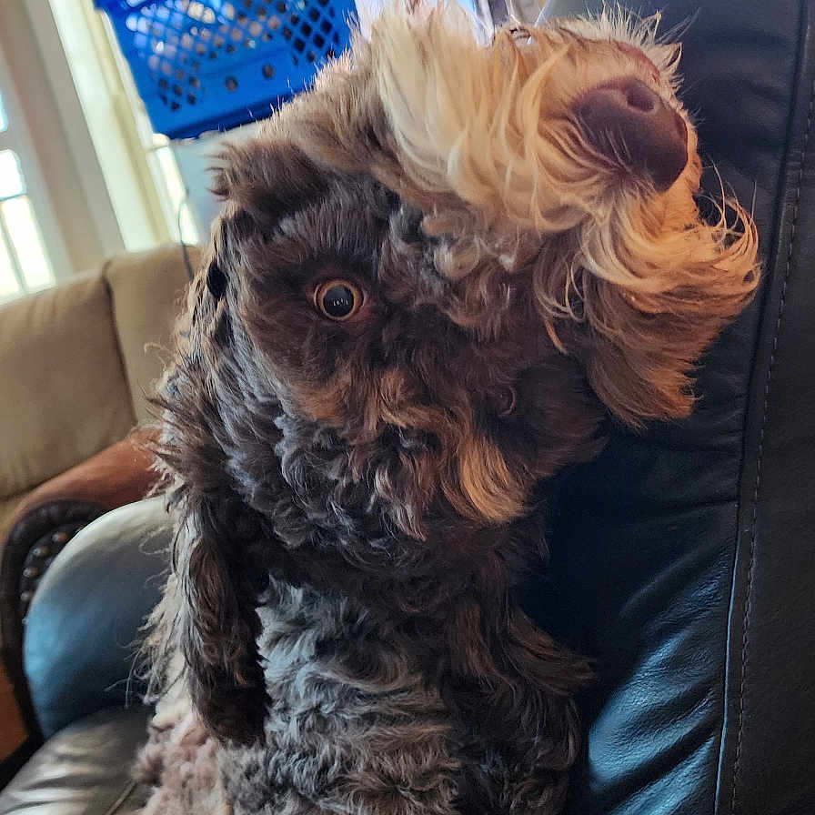Snickers joined the competition — help win amazing prizes! animal, architecture, armchair, box, building, canine, chair, cockerspaniel, couch, cushion, dog, furniture, homedecor, indoors, livingroom, pet, poodle, puppy, room, terrier