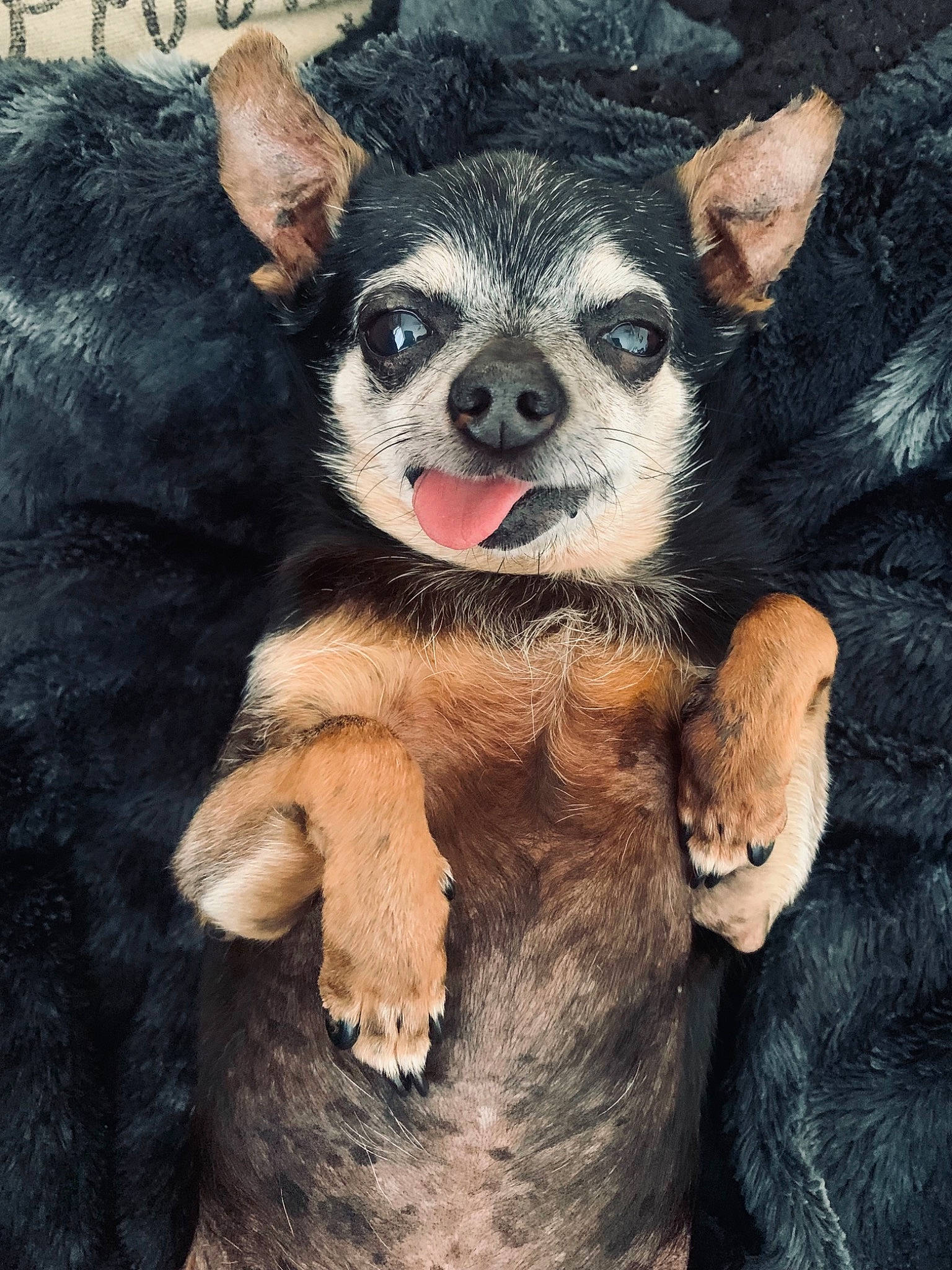 Hector joined the competition — help win amazing prizes! canidae, carnivore, chihuahua, companion_dog, corgi_chihuahua, dog, dog_breed, dog_supply, ear, fawn, fur, liver, non_sporting_group, paw, snout, sporting_group, terrestrial_animal, toy_dog, whiskers, working_animal