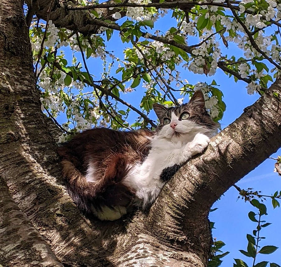 Lilou participe au concours pour gagner de l'argent avec cette photo : branch, carnivore, cat, domestic_short_haired_cat, felidae, fur, grass, plant, plant_stem, sky, small_to_medium_sized_cats, tail, terrestrial_animal, tree, trunk, twig, whiskers, wildlife, wood
