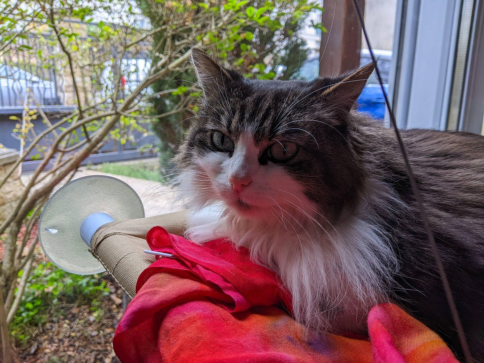 Lilou participe au concours pour gagner de l'argent avec cette photo : bench, carnivore, cat, claw, domestic_short_haired_cat, felidae, foot, fur, grass, human_leg, lap, paw, plant, sitting, small_to_medium_sized_cats, tableware, tail, thigh, tree, whiskers