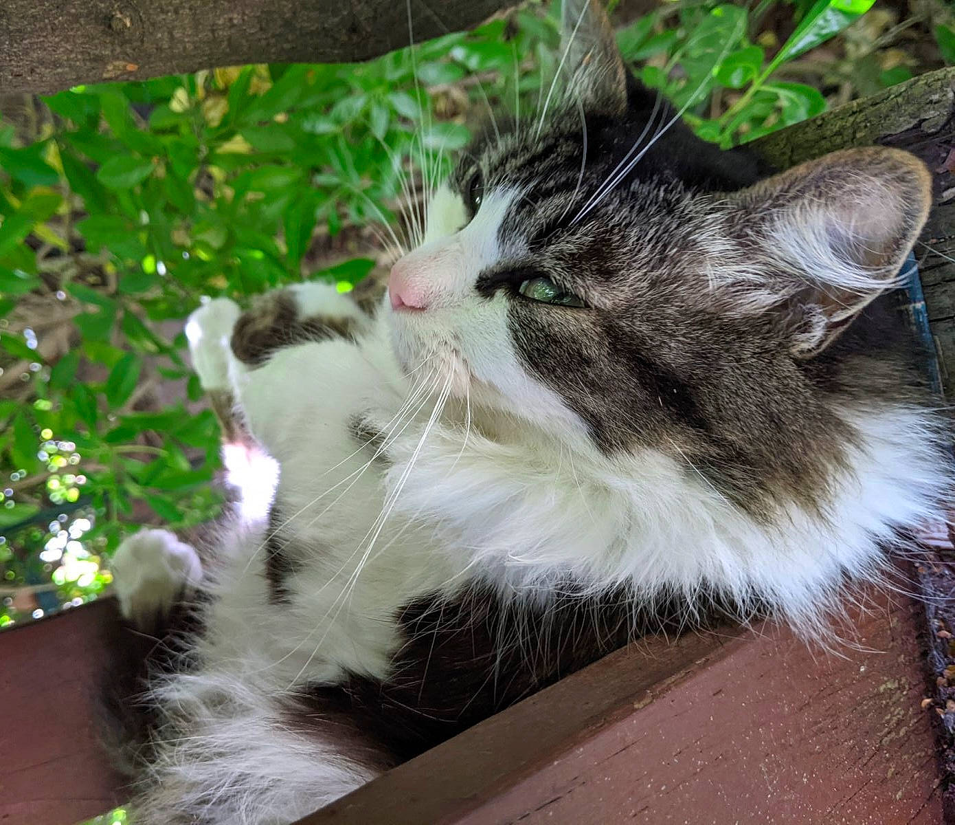 Lilou a rejoint le concours — aidez-le/la à gagner de superbes lots ! carnivore, cat, claw, domestic_short_haired_cat, felidae, flower, foot, fur, grass, paw, plant, sitting, small_to_medium_sized_cats, snout, tail, tree, whiskers, window
