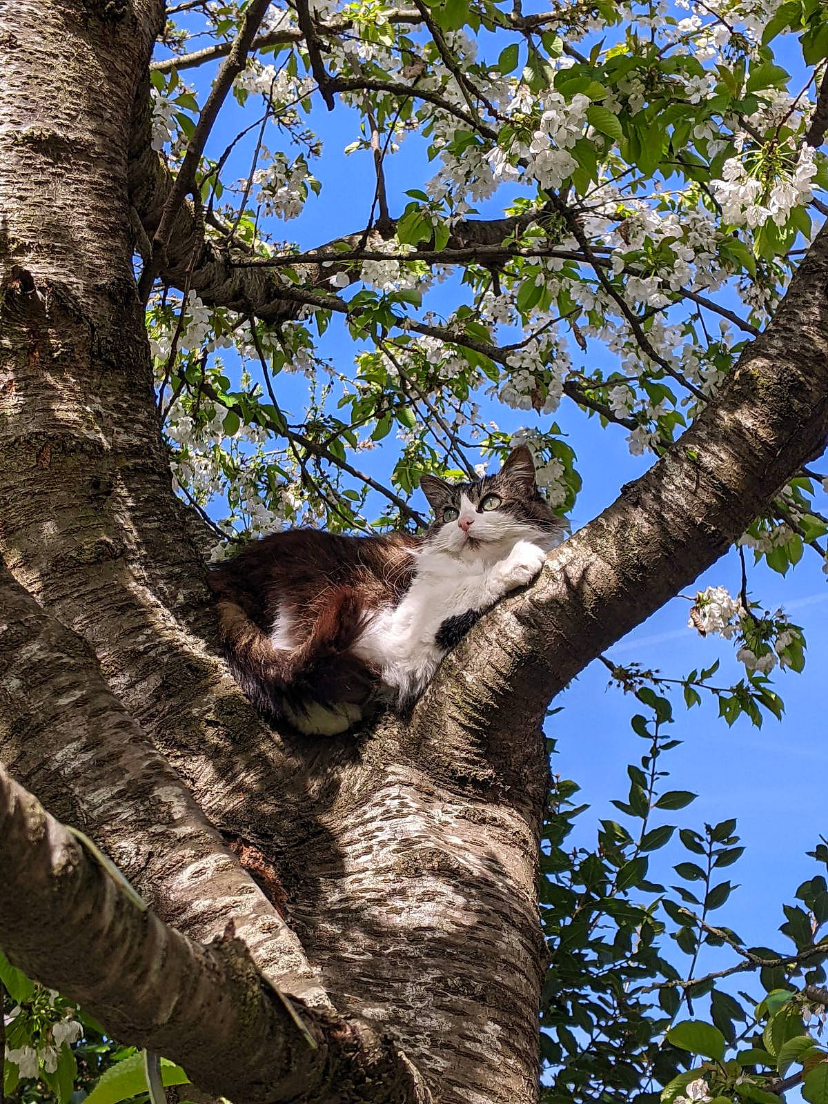 Lilou participe au concours pour gagner de l'argent avec cette photo : aberts_squirrel, botany, branch, deciduous, felidae, fur, marsupial, northern_hardwood_forest, plant, plant_stem, rodent, sky, tail, terrestrial_animal, tree, trunk, twig, wildlife, wood, woodland