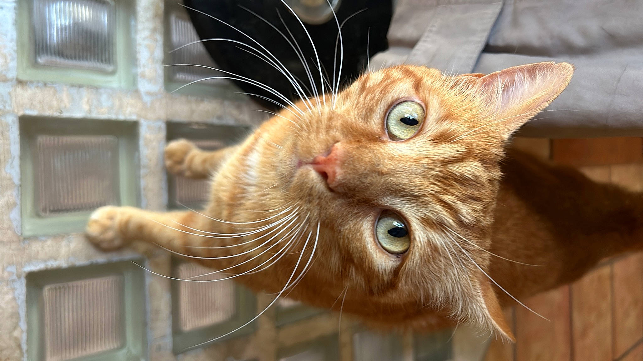 Rasta a rejoint le concours — aidez-le/la à gagner de superbes lots ! carnivore, cat, claw, domestic_short_haired_cat, ear, eye, fawn, felidae, fur, head, small_to_medium_sized_cats, snout, terrestrial_animal, whiskers, wildlife, window