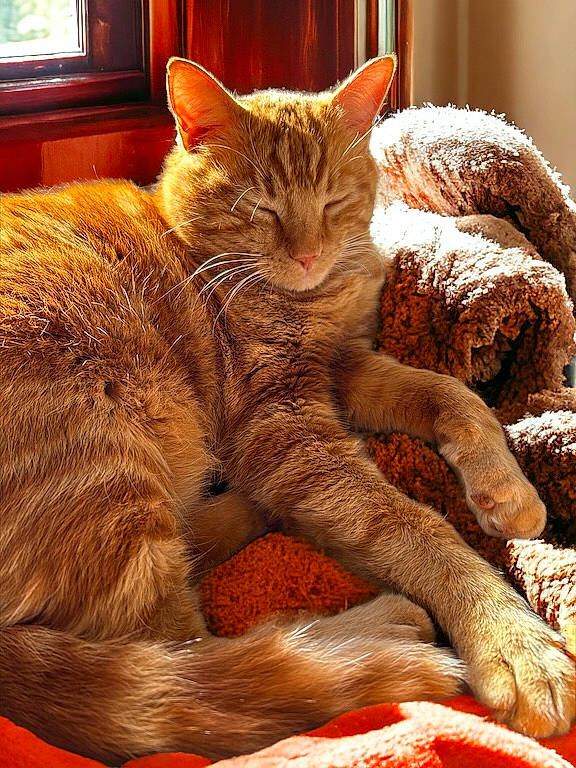 Rasta participe au concours pour gagner de l'argent avec cette photo : carmine, carnivore, cat, claw, comfort, domestic_short_haired_cat, fawn, felidae, fur, nap, paw, picture_frame, small_to_medium_sized_cats, snout, tail, terrestrial_animal, whiskers, wildlife, window, wood