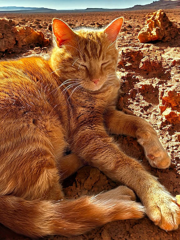 Rasta participe au concours pour gagner de l'argent avec cette photo : carnivore, cat, claw, domestic_short_haired_cat, fawn, felidae, fur, grass, landscape, paw, plant, sky, small_to_medium_sized_cats, snout, tail, terrestrial_animal, whiskers, wilderness, wildlife, wood