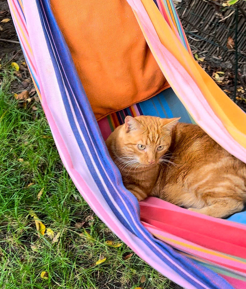 Rasta participe au concours pour gagner de l'argent avec cette photo : carnivore, cat, comfort, domestic_short_haired_cat, electric_blue, fawn, felidae, fender, fur, grass, leaf, orange, plant, small_to_medium_sized_cats, tail, tints_and_shades, tree, wheel, whiskers, wood