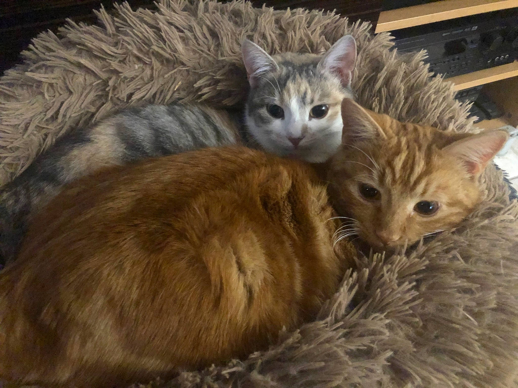 Rockett participe au concours pour gagner de l'argent avec cette photo : carnivore, cat, cat_furniture, cat_supply, claw, comfort, domestic_short_haired_cat, fawn, felidae, fur, paw, small_to_medium_sized_cats, snout, tail, terrestrial_animal, whiskers, wildlife, wood