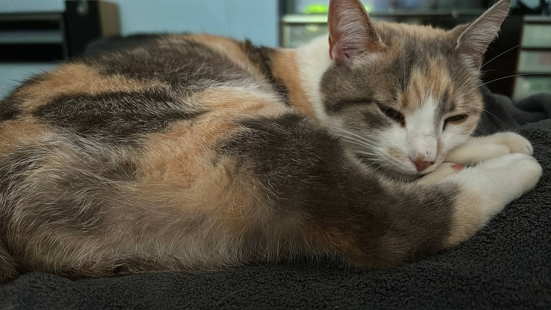 Rockett a rejoint le concours — aidez-le/la à gagner de superbes lots ! box, carnivore, cat, cat_supply, claw, domestic_short_haired_cat, felidae, fur, paw, small_to_medium_sized_cats, snout, terrestrial_animal, whiskers, wildlife, window