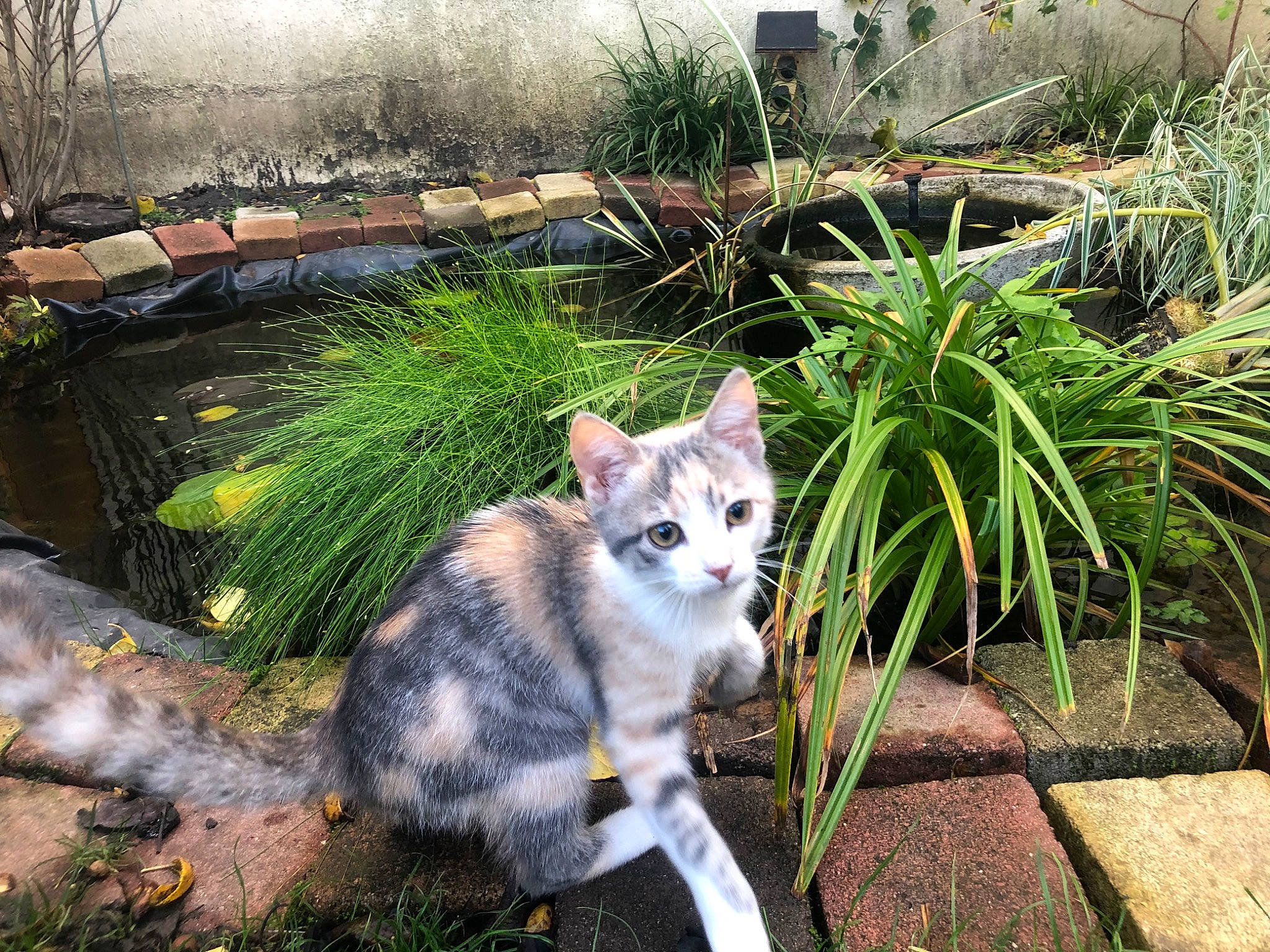 Rockett a rejoint le concours — aidez-le/la à gagner de superbes lots ! botany, carnivore, cat, domestic_short_haired_cat, fawn, felidae, flowerpot, fur, grass, grass_family, groundcover, leaf, plant, road_surface, shrub, small_to_medium_sized_cats, snout, tail, tree, whiskers