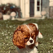 Appy a rejoint le concours — aidez-le/la à gagner de superbes lots ! animal, blurred_background, brown, cavalier_king_charles_spaniel, cute, dog, door, fur, grass, house, nature, outdoor, pet, portrait, puppy, small_dog, sunlight, white, window, young