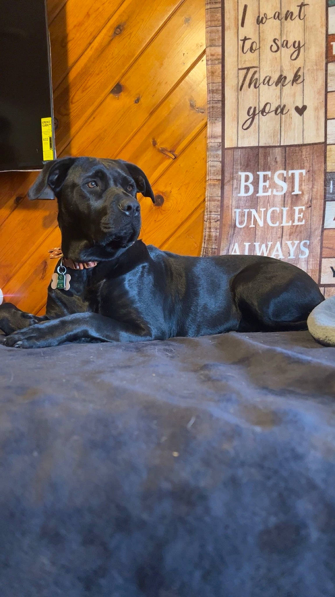 Isabella is registered to the contest to win money with this photo: borador, canidae, carnivore, companion_dog, dog, dog_breed, dog_supply, door, fawn, fur, guard_dog, gun_dog, hardwood, retriever, snout, sporting_group, whiskers, wood, working_animal, working_dog