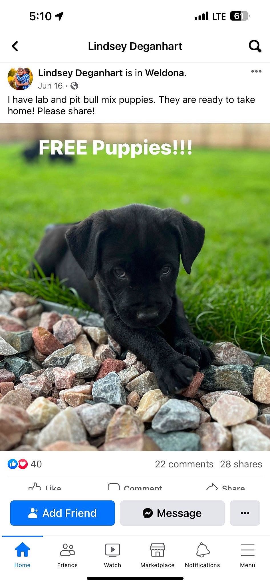 Isabella joined the competition — help win amazing prizes! adaptation, bedrock, carnivore, companion_dog, dog, dog_breed, font, grass, grassland, groundcover, landscape, photo_caption, photography, plant, rectangle, rock, sharing, soil, terrestrial_animal, working_animal