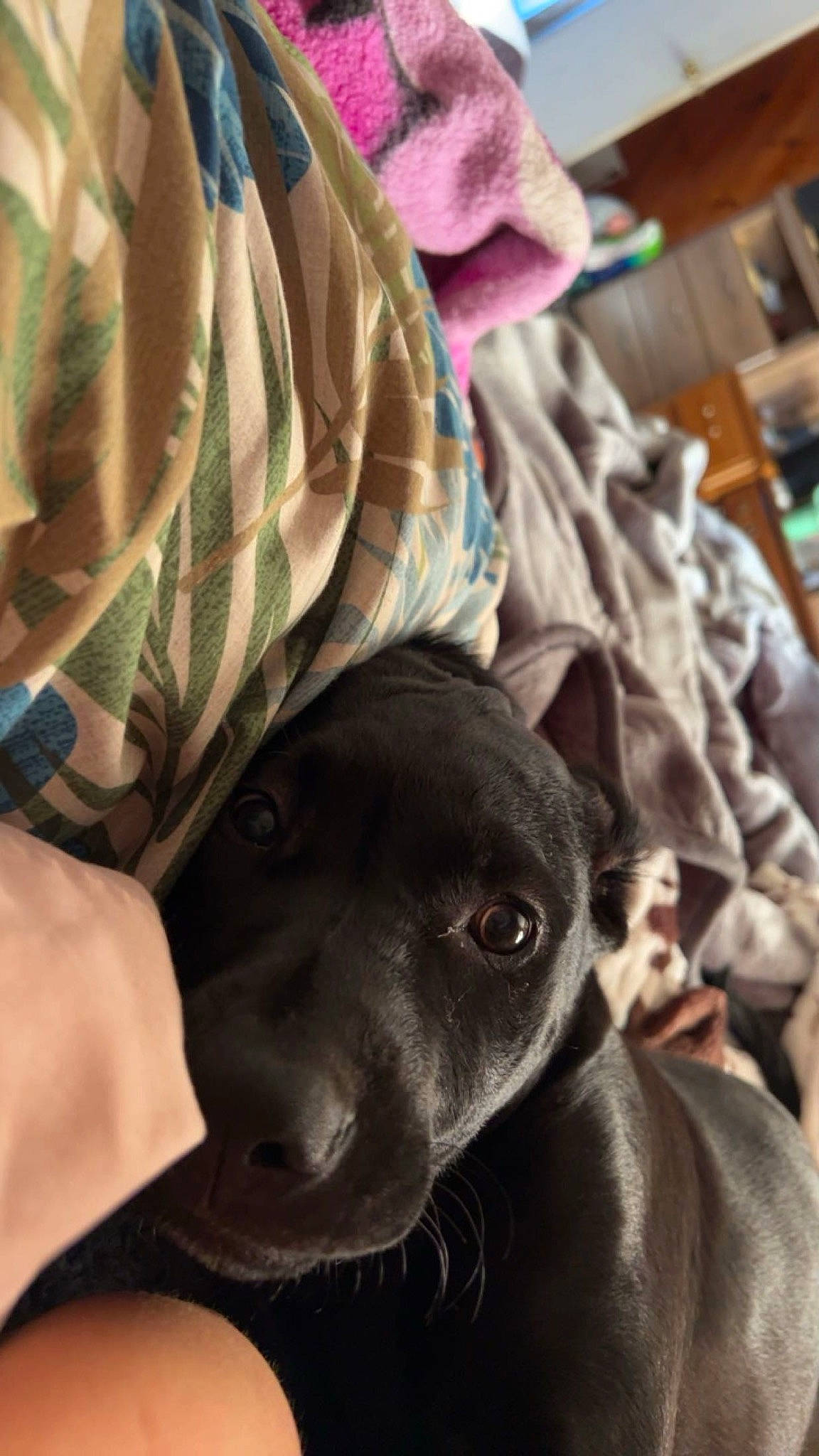 Isabella joined the competition — help win amazing prizes! canidae, carnivore, comfort, companion_dog, dog, dog_breed, ear, fawn, fur, guard_dog, linens, mammal, non_sporting_group, puppy, selfie, snout, sporting_group, vertebrate, whiskers, working_animal