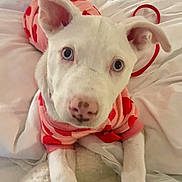 Coco is registered to the contest to win money with this photo: puppy, dog, white_dog, blue_eyes, pet_clothing, pink_sweater, polka_dot, bed, blanket, cute, animal, domestic_animal, indoors, lying_down, fur, snout, ears, pet, young_dog, looking_up