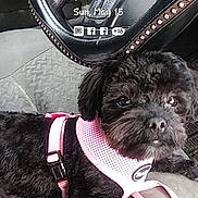 Phoebe is registered to the contest to win money with this photo: dog, black_dog, pet, car_interior, steering_wheel, pink_harness, seat, lock_screen, time_display, text_overlay, dashboard, vehicle, curious, small_dog, canine, seat_cover, window, daytime, resting, leash
