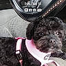 dog, black_dog, pet, car_interior, steering_wheel, pink_harness, seat, lock_screen, time_display, text_overlay, dashboard, vehicle, curious, small_dog, canine, seat_cover, window, daytime, resting, leash