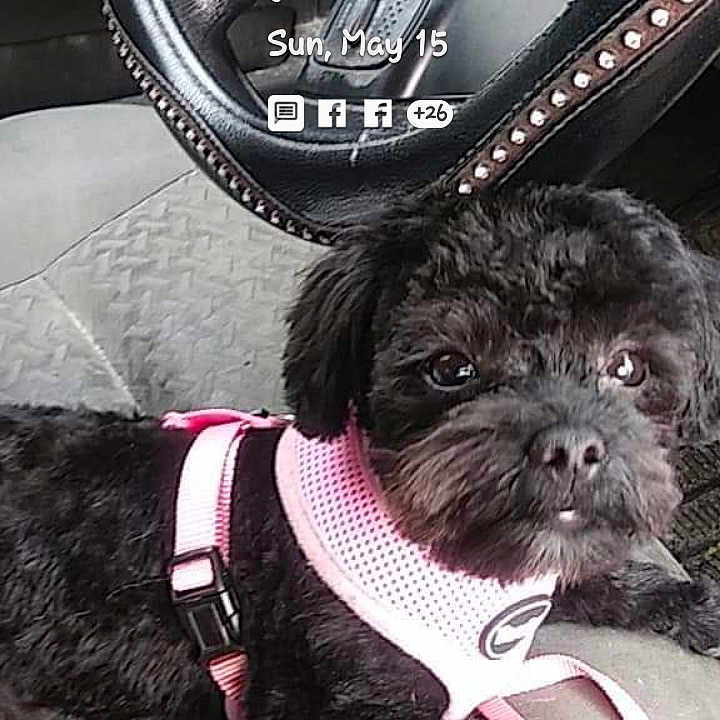 Phoebe is registered to the contest to win money with this photo: dog, black_dog, pet, car_interior, steering_wheel, pink_harness, seat, lock_screen, time_display, text_overlay, dashboard, vehicle, curious, small_dog, canine, seat_cover, window, daytime, resting, leash