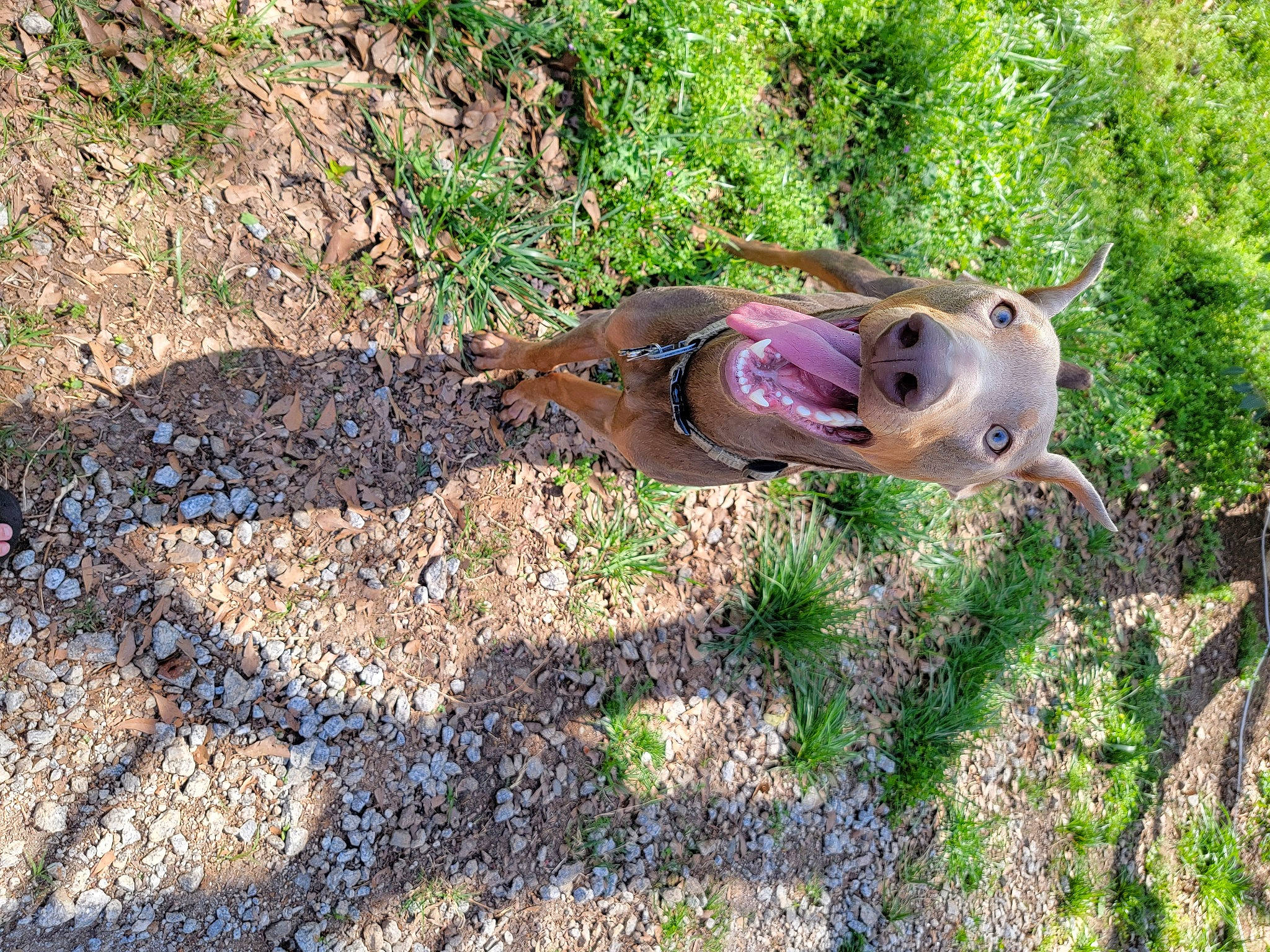 Anubis joined the competition — help win amazing prizes! canidae, carnivore, companion_dog, cuttlefish, dog, dog_breed, grass, groundcover, hunting_dog, landscape, liver, plant, snout, soil, sporting_group, tail, terrestrial_animal, toy, tree, wood