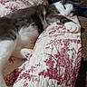 Buddy is registered to the contest to win money with this photo: blurred_background, cat, close_up, comfort, couch, cozy, domestic_animal, feline, human, indoor, nap, patterned_fabric, paw, pet, quilt, relaxed, resting, sleepy, soft_texture, white_and_gray