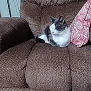 Buddy joined the competition — help win amazing prizes! animal, brown_furniture, cat, comfortable, cozy, domestic_animal, feline, fur, home_interior, indoor, pet, pillow, pink_pillow, quiet, recliner, relaxation, resting, seat, sleeping, soft_texture