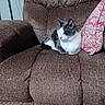 animal, brown_furniture, cat, comfortable, cozy, domestic_animal, feline, fur, home_interior, indoor, pet, pillow, pink_pillow, quiet, recliner, relaxation, resting, seat, sleeping, soft_texture