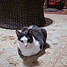 Buddy is registered to the contest to win money with this photo: animal, black_and_white, carpet, cat, cozy, cute, domestic, feline, fireplace, floor, home, indoor, living_room, loaf_position, pet, quiet, relaxed, resting, warm, wicker_basket