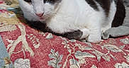 Buddy joined the competition — help win amazing prizes! animal, bed, black_and_white, blanket, cat, comfort, cozy, cute, domestic, feline, floral_pattern, fur, indoor, laying_down, pet, quilt, relaxed, resting, sleepy, whiskers