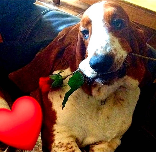 Marty a rejoint le concours — aidez-le/la à gagner de superbes lots ! basset_artesien_normand, basset_hound, canidae, carnivore, companion_dog, dog, dog_breed, hound, mammal, snout, sporting_group, vertebrate