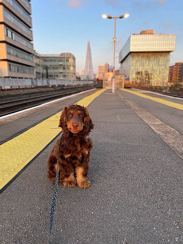 Goose joined the competition — help win amazing prizes! asphalt, building, carnivore, city, cloud, collar, companion_dog, dog, dog_breed, dog_collar, fashion_accessory, fawn, leash, lighting, road, road_surface, sidewalk, sky, tar, walking