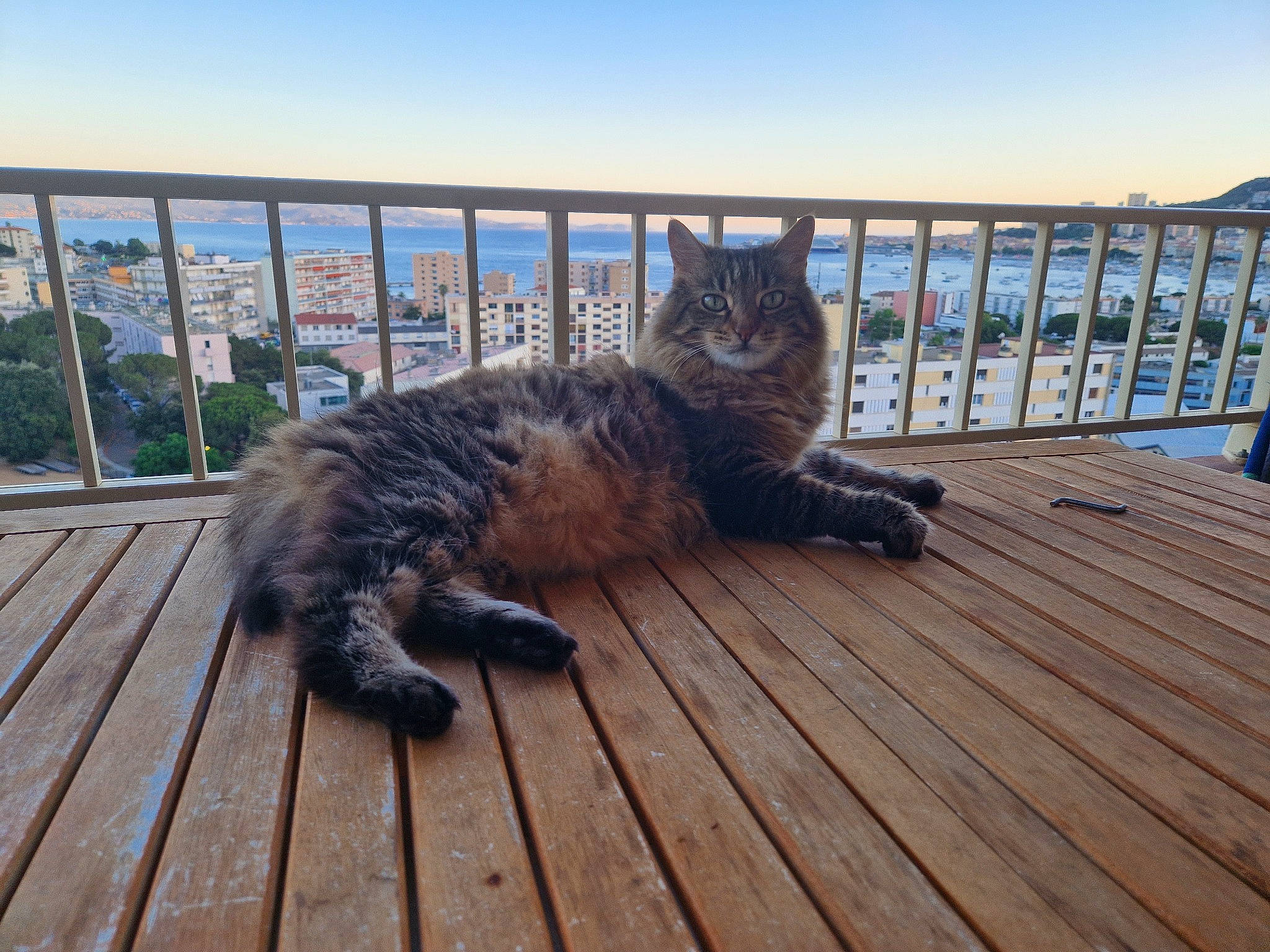 Lola a rejoint le concours — aidez-le/la à gagner de superbes lots ! carnivore, cat, domestic_short_haired_cat, felidae, flooring, fur, grass, handrail, hardwood, horizon, metal, ocean, plant, roof, sitting, sky, small_to_medium_sized_cats, tail, whiskers, wood