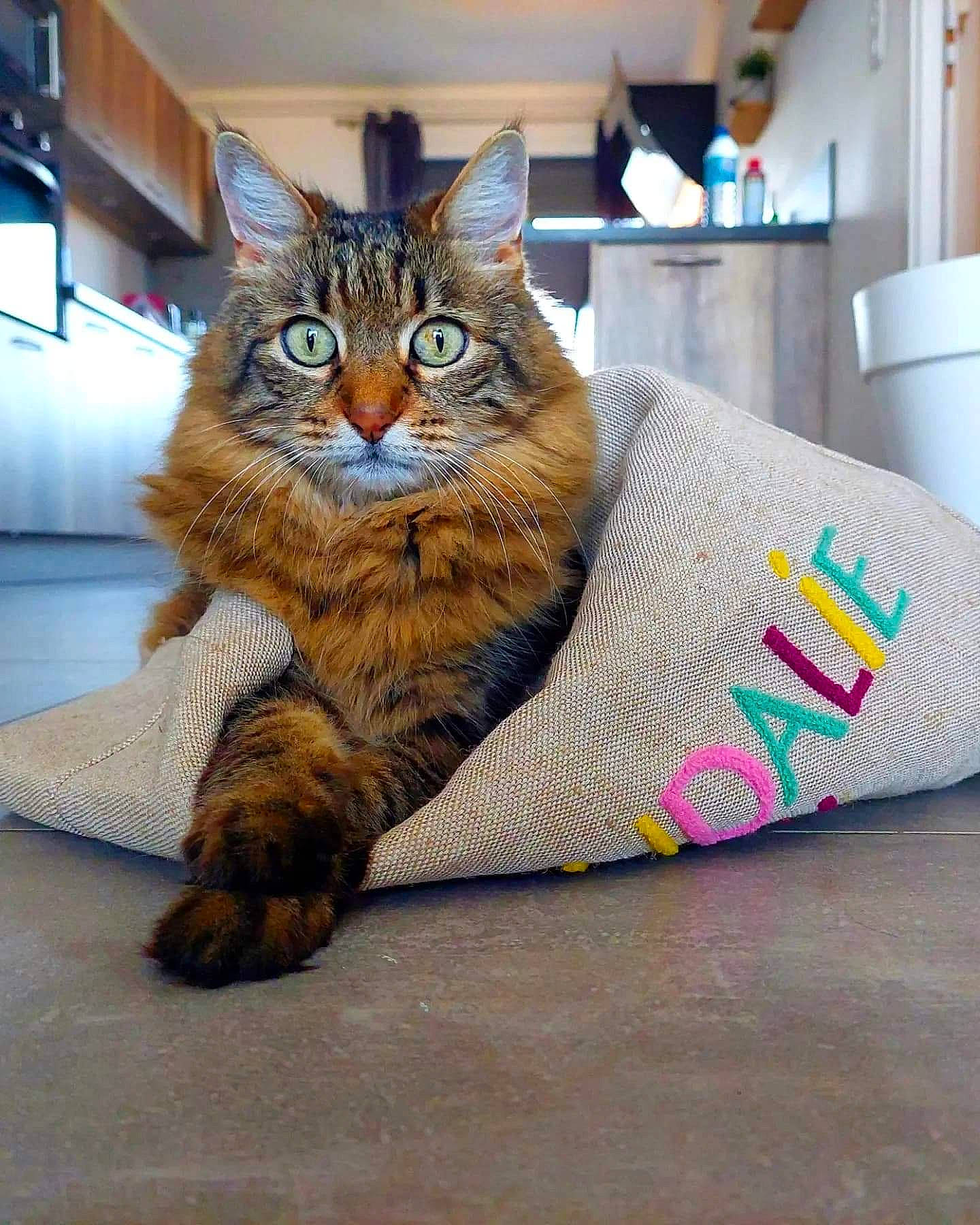 Lola participe au concours pour gagner de l'argent avec cette photo : carnivore, cat, claw, comfort, domestic_short_haired_cat, door, eye, felidae, flooring, fur, leg, paper_towel, paw, sitting, small_to_medium_sized_cats, snout, tail, terrestrial_animal, tree, whiskers