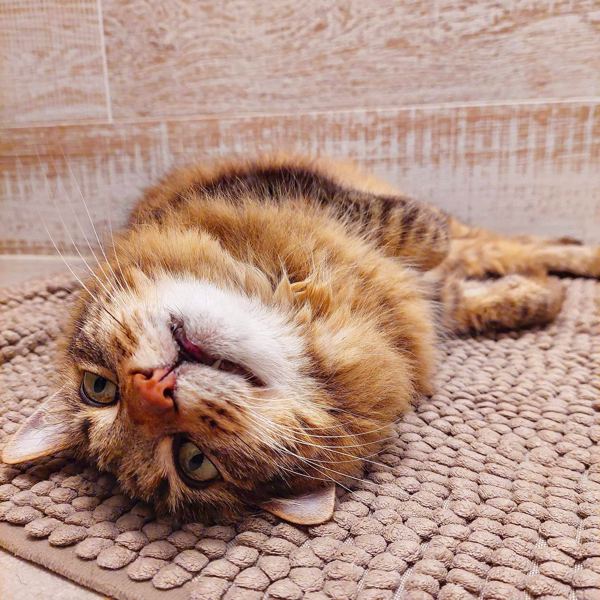 Lola participe au concours pour gagner de l'argent avec cette photo : carnivore, cat, claw, comfort, domestic_short_haired_cat, eye, fawn, felidae, flooring, foot, fur, head, human_leg, nap, paw, small_to_medium_sized_cats, tail, terrestrial_animal, whiskers, wood