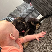 Luci is registered to the contest to win money with this photo: baby, puppy, dog, carpet, couch, indoor, pet, child, cute, playful, tongue_out, furniture, close_up, home, interaction, young, fur, smiling, reaching, cozy