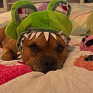 Maxwell joined the competition — help win amazing prizes! animal, bed, blanket, brown_dog, closeup, costume, cute, daylight, dog, expression, face, frog_hat, home, indoor, lying_down, pet, plush, relaxed, soft_texture, window