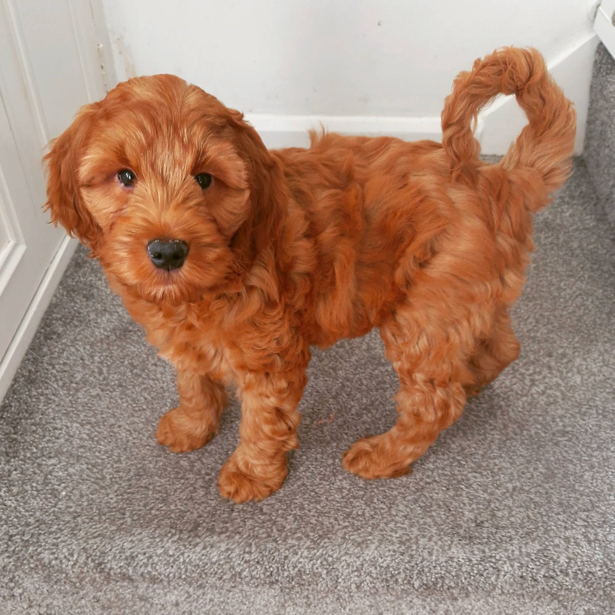 Alan is registered to the contest to win money with this photo: brown, canidae, carnivore, companion_dog, dog, dog_breed, dog_supply, firefighter, fur, liver, maltepoo, pet_supply, small_terrier, snout, sporting_group, terrier, toy, toy_dog, working_animal, yorkipoo